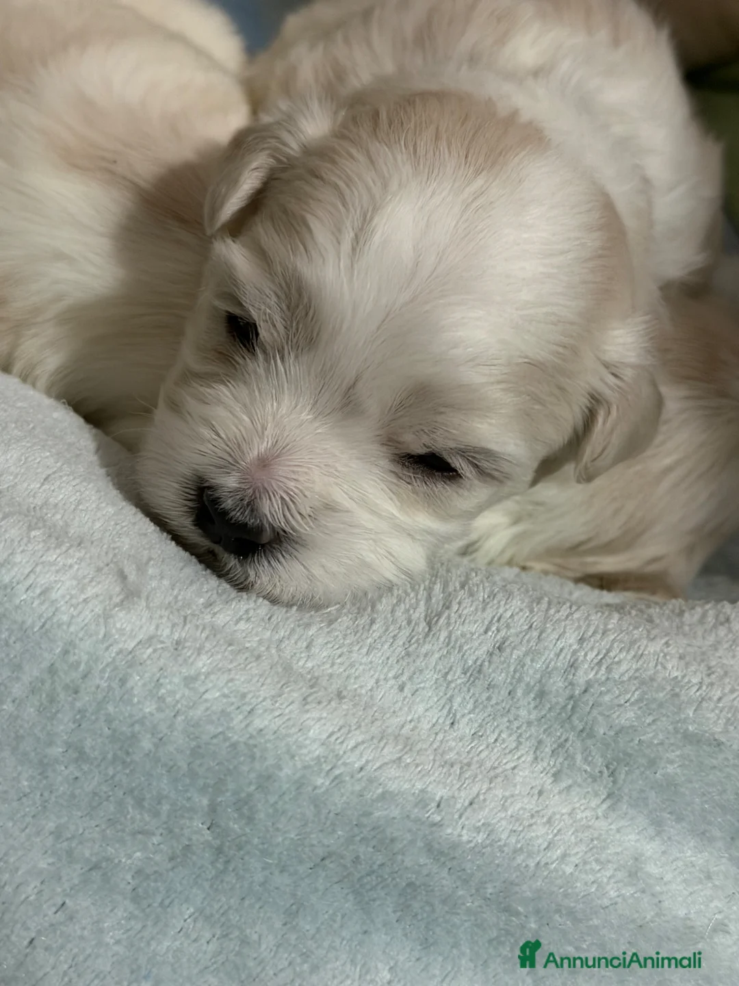Maltese cani in vendita: Cucciolo maltese - Annuncio 1