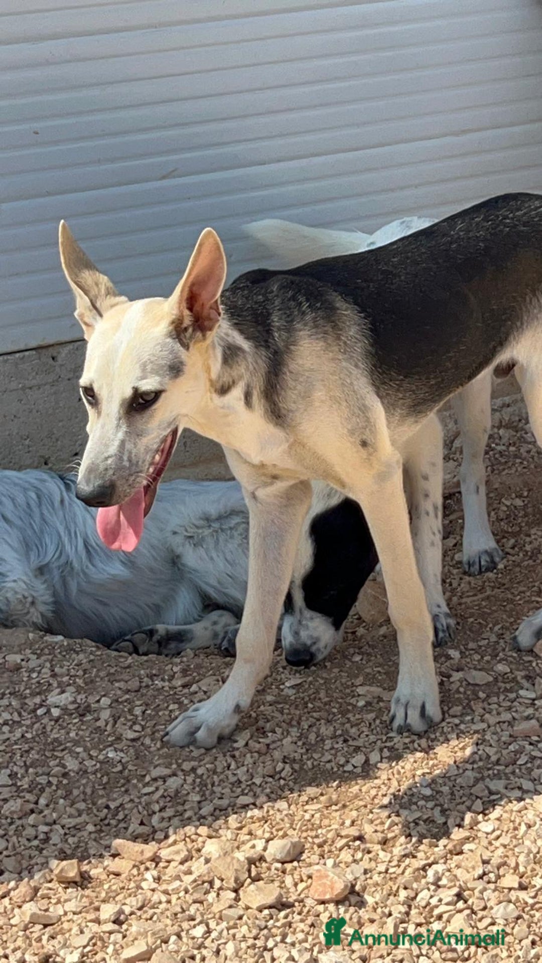 Meticcio cani in regalo: 3cuccioli di 6mesi NESSUNA RICHIESTA X LORO.BARI - Annuncio 6