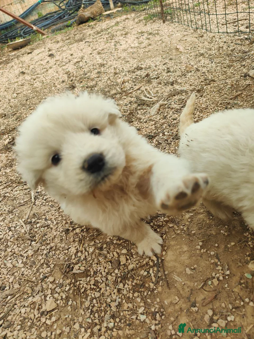 Pastore Maremmano cani in vendita: Cuccioli Pastore Maremmano Vaccinati e Sverminati - Annuncio 4