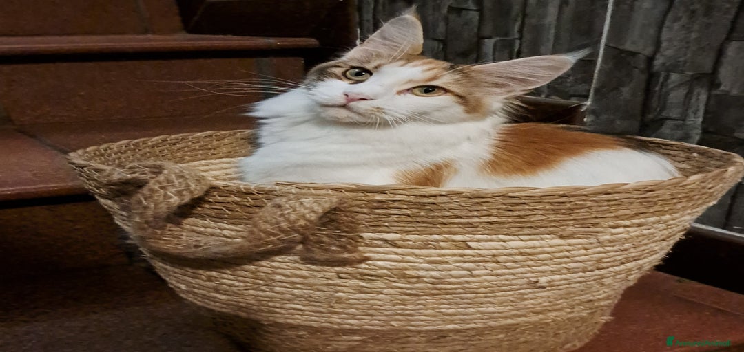 Immagine della galleria {{count}}