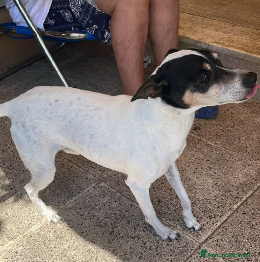 Jack Russell cani in regalo: Jack Russel 12anni RIMASTO IN CASA SOLO!MILANO SOS - Annuncio 5