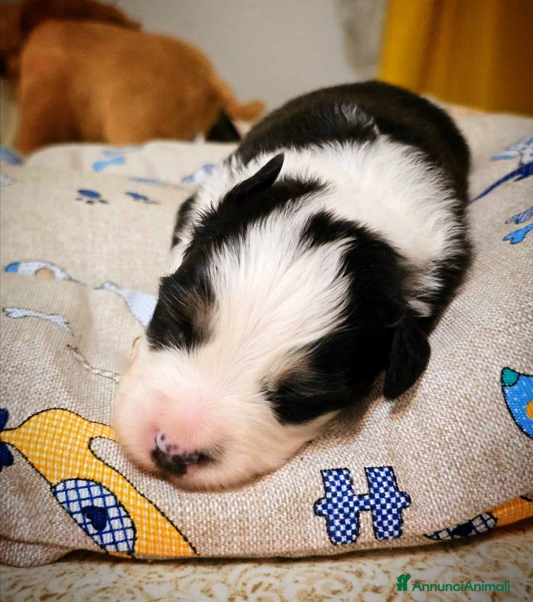 Australian Shepherd cani in vendita: Cucciole di pastore australiano con pedigree ENCI - Annuncio 24