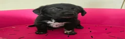 Meticcio cani in regalo: Milla 50 giorni taglia media  - Annuncio 3