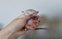 Maine Coon gatti in vendita: Prenotazioni Aperte - Cuccioli di Maine Coon! a Provincia di Cuneo - Immagine 10