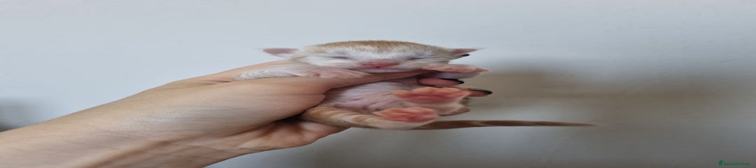 Maine Coon Gattino 2