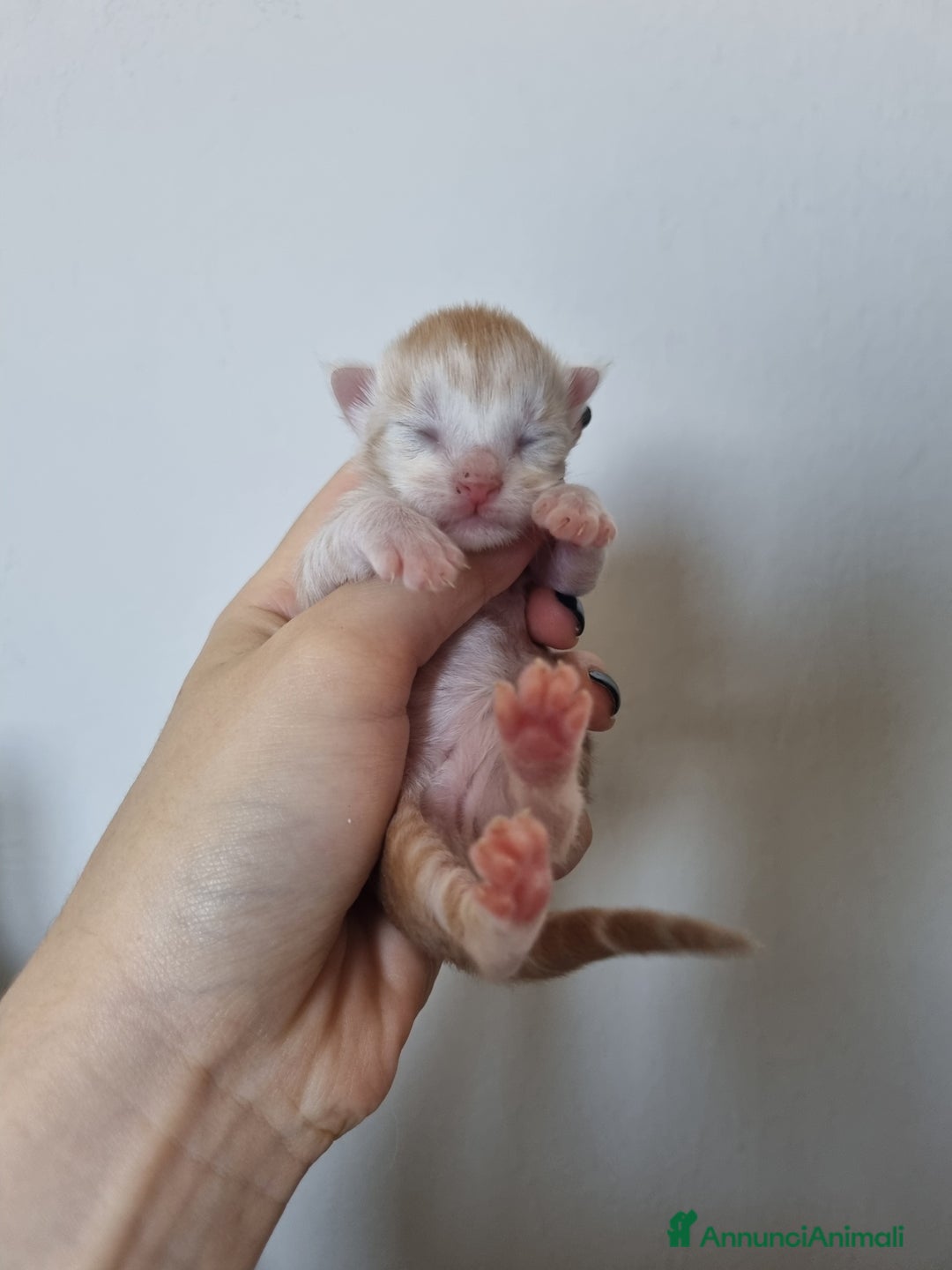 Maine Coon gatti in vendita: Prenotazioni Aperte - Cuccioli di Maine Coon! a Provincia di Cuneo - Immagine 10