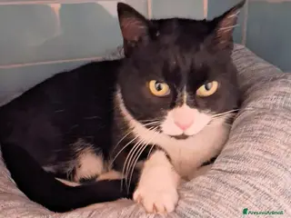 Europeo gatti FILIPPA UNA GATTINA BUONISSIMA E TRANQUILLA - Annuncio 34