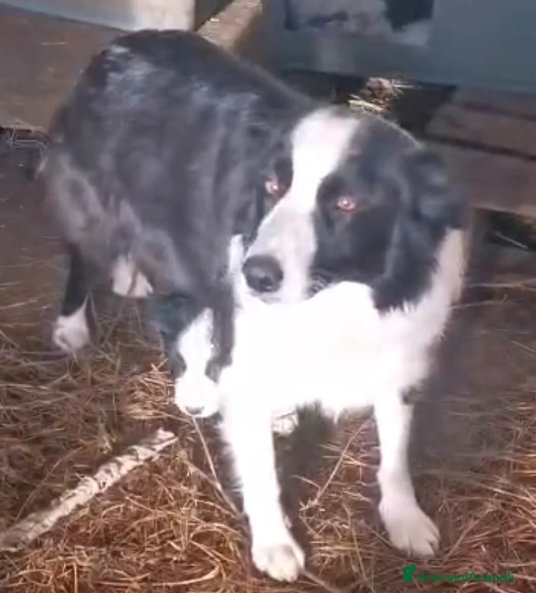 Border Collie cani in vendita: Cucciolo Border Collie - Annuncio 4