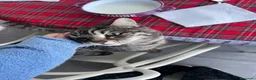 Ragdoll gatti in regalo: Mici in regalo a Città Metropolitana di Torino - Annuncio 3