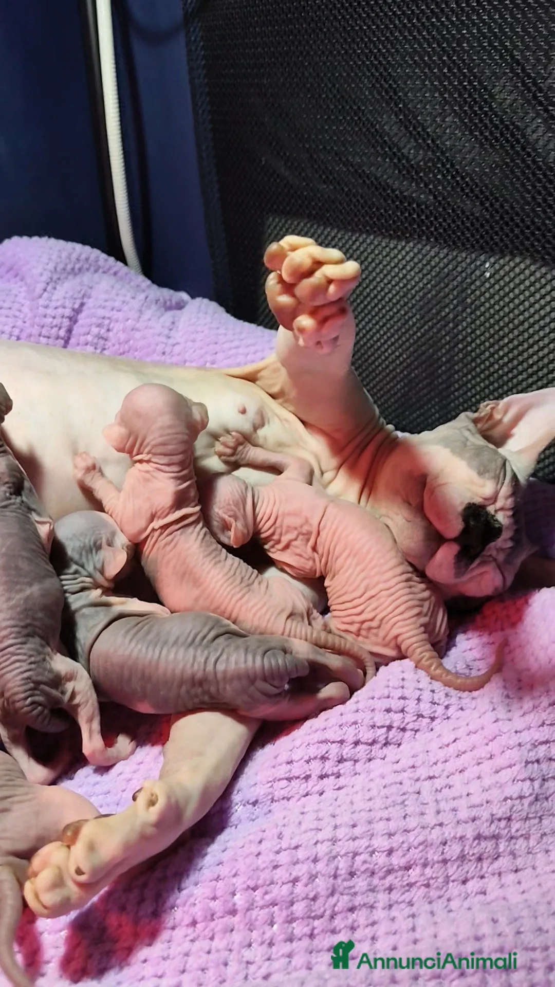 Sphynx gatti in vendita: Cuccioli di sphynx disponibile  - Annuncio 13