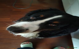 Bovaro del Bernese cani per accoppiamento: PACO BELLISSIMO a Provincia di Ancona - Immagine 5