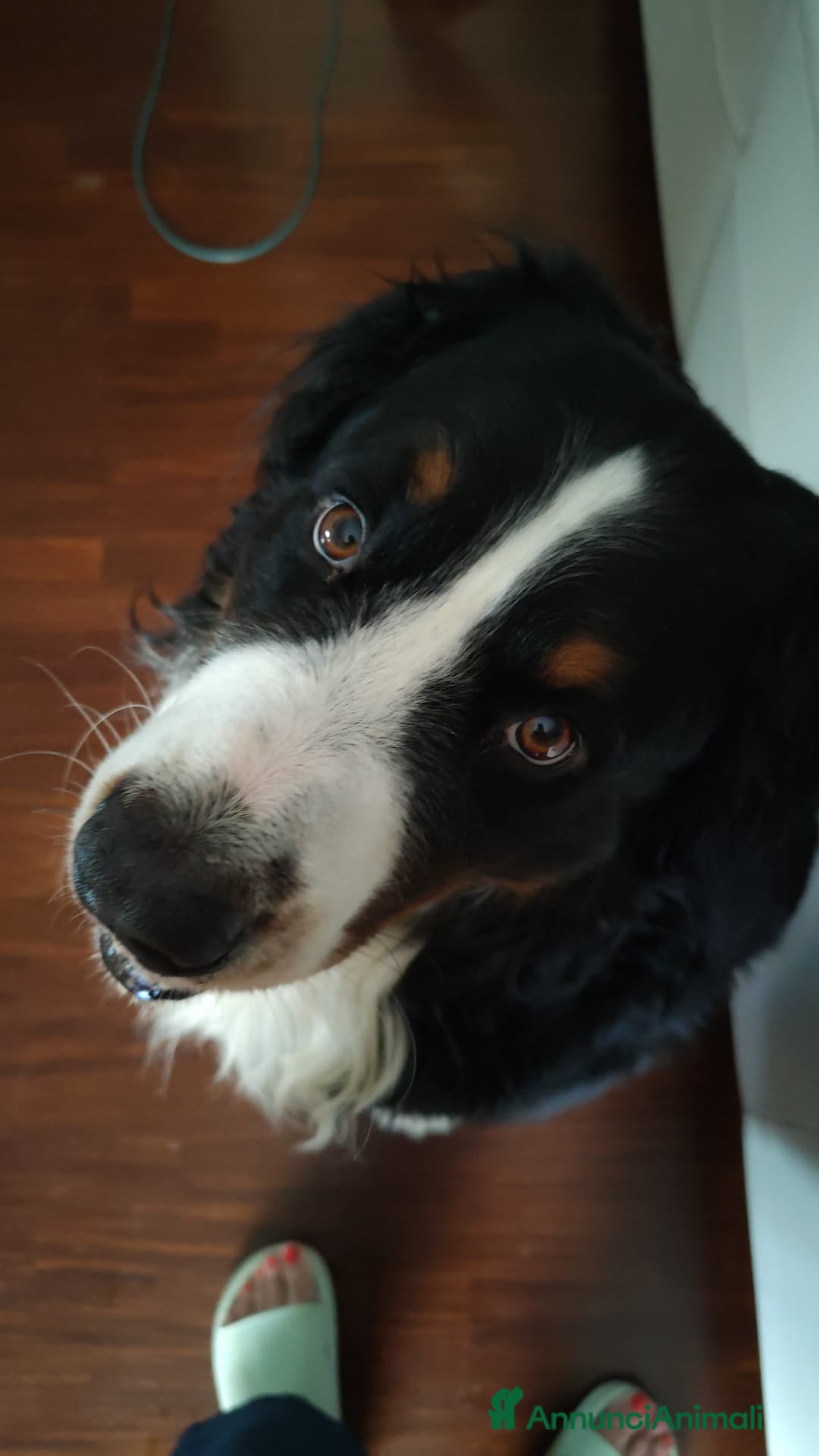 Bovaro del Bernese cani per accoppiamento: PACO BELLISSIMO a Provincia di Ancona - Immagine 5