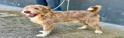 Meticcio cani in regalo: Spank 17 kg 5 anni belli e socievole - Annuncio 1