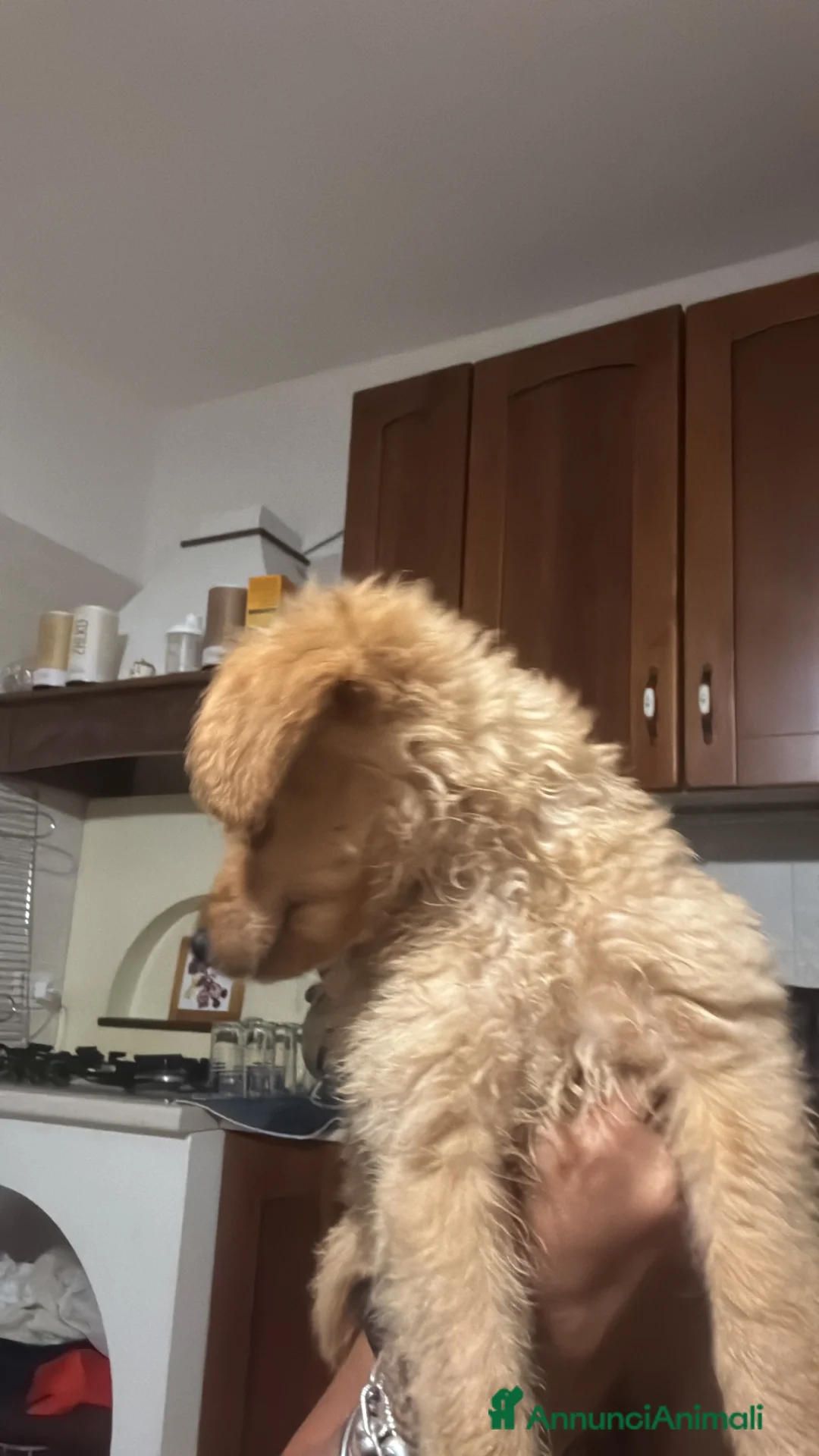 Barboncino cani in vendita: Cuccioli - Annuncio 7