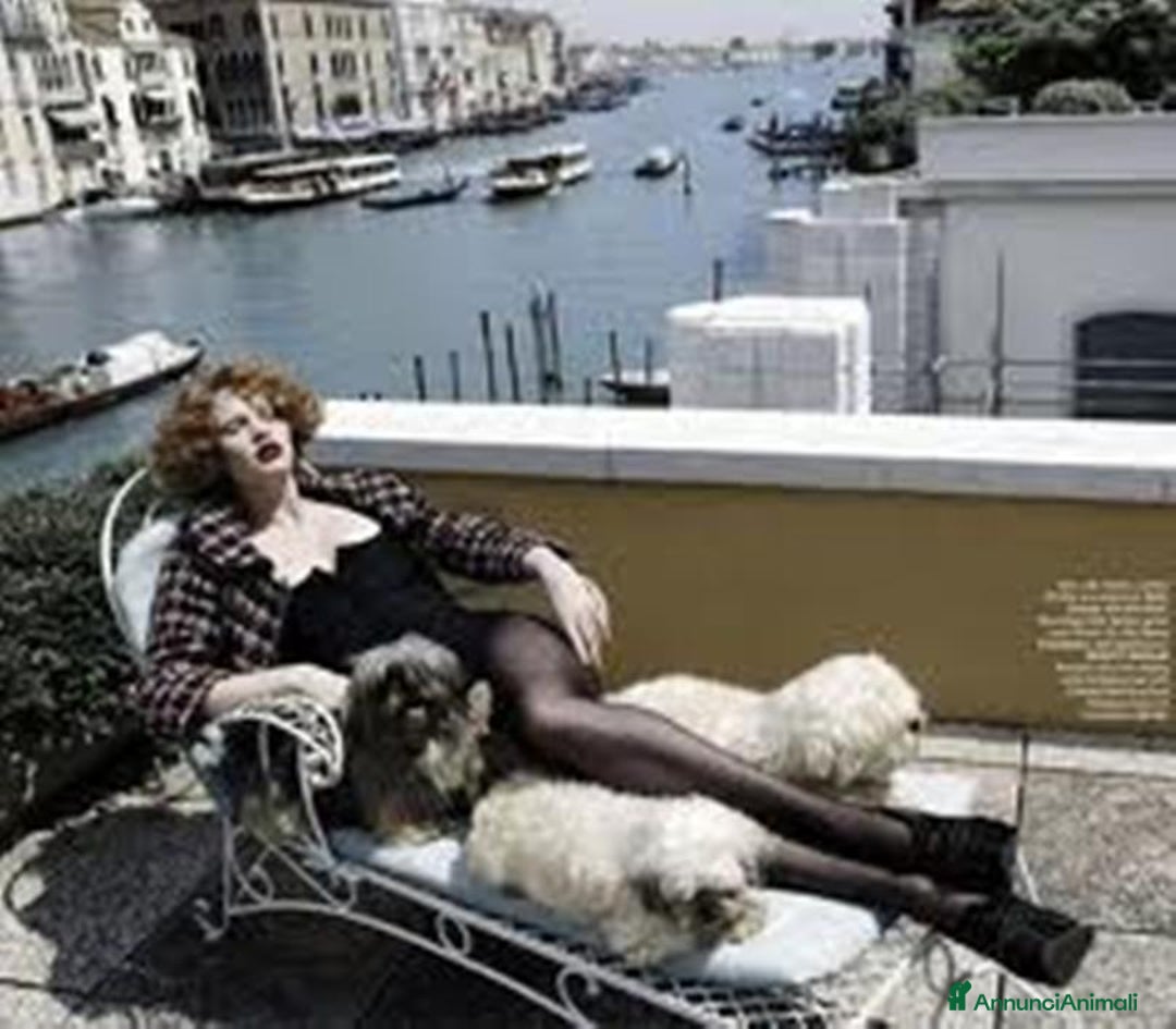 Immagine della galleria {{count}}