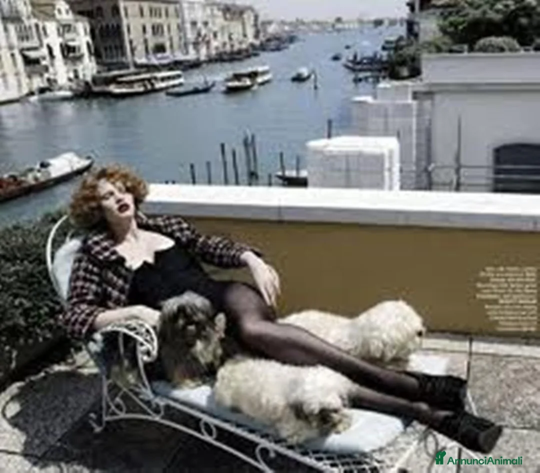 Immagine della galleria {{count}}