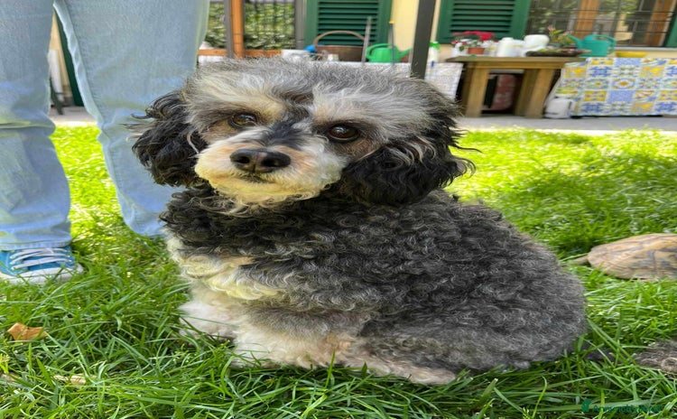 Barbone cani a Città Metropolitana di Firenze - Annuncio 1
