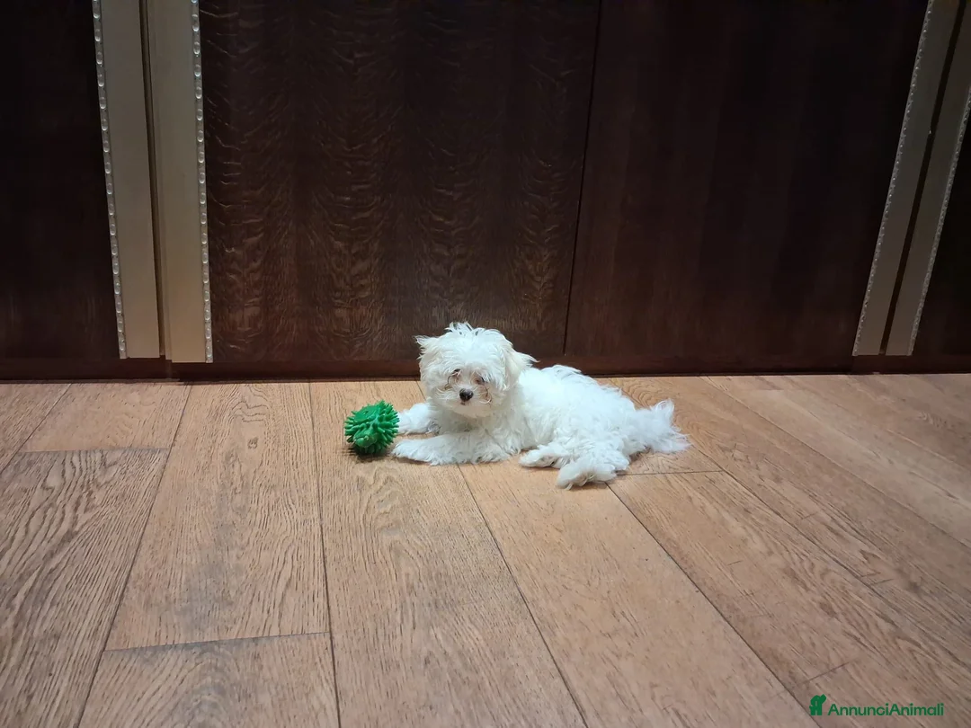 Maltese cani in vendita: Maltese MiniToy  - Annuncio 2