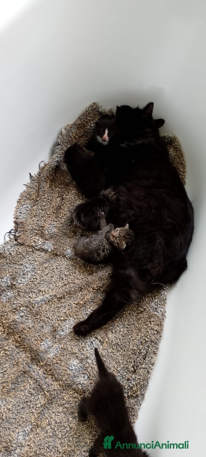 Altre razze gatti 2 bellissimi gattini !! - Annuncio 2