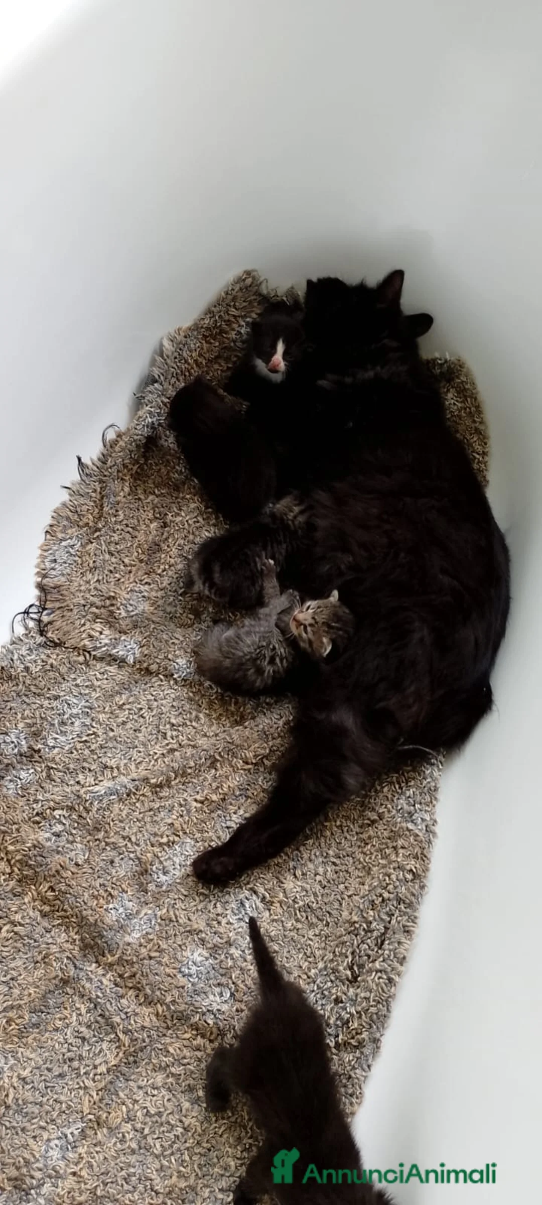 Altre razze gatti in regalo: 2 bellissimi gattini !! - Annuncio 1