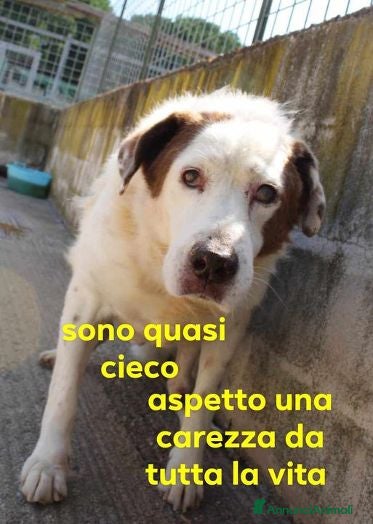 Meticcio cani GIULIO anziano tg grande dolcissimo - Annuncio 2