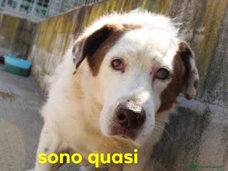 Meticcio cani GIULIO anziano tg grande dolcissimo - Annuncio 3