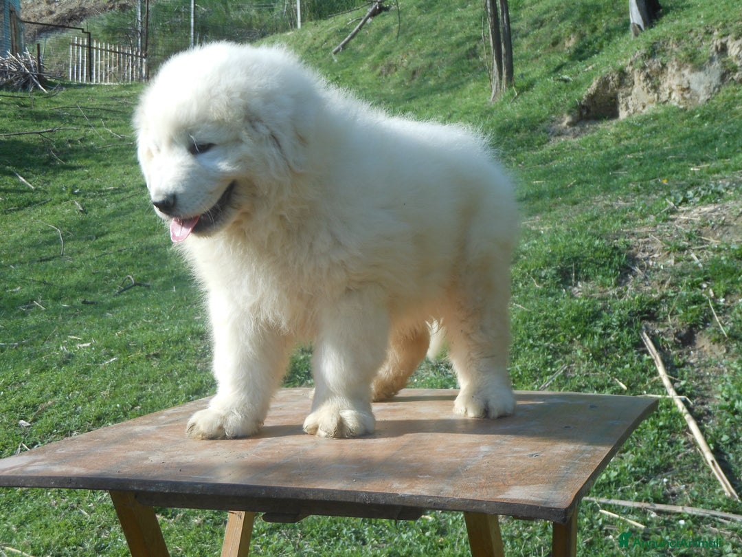 Pastore Maremmano cani in vendita: cuccioli di pastore Abruzzese  - Annuncio 5
