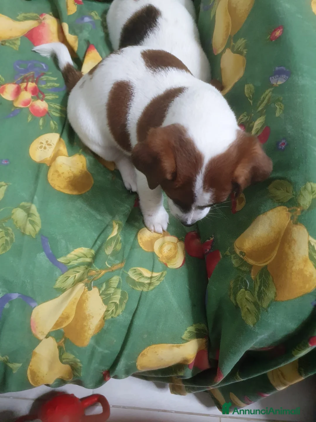 Jack Russell cani in vendita: Stupendi cuccioki di Jack Russel - Annuncio 13