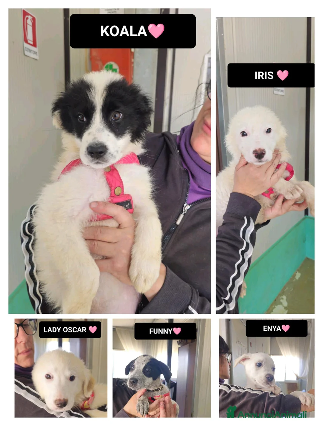 Meticcio cani in regalo: KOALA, IRIS, LADY OSCAR, ENYA E FUNNY - Annuncio 1