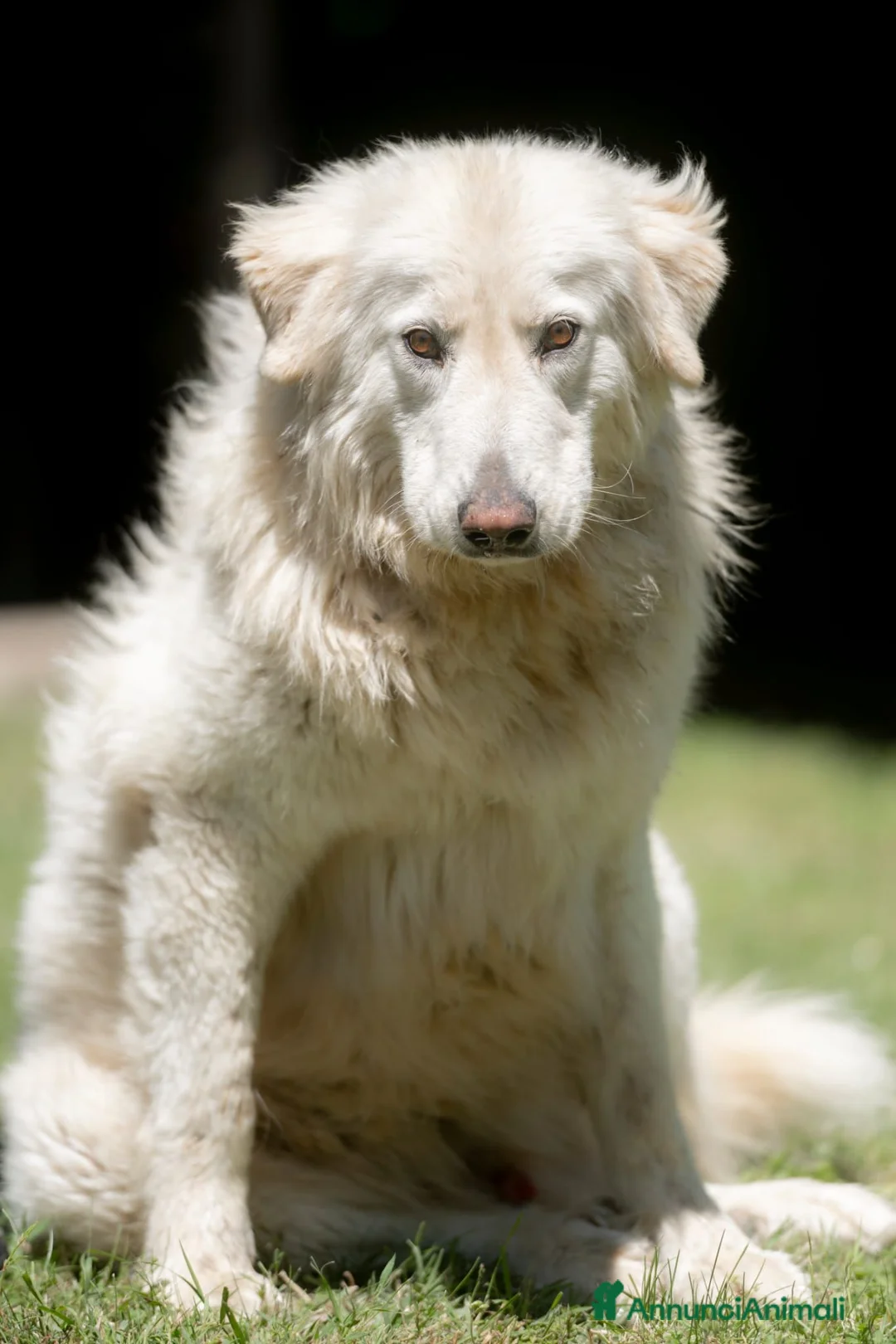 Meticcio cani in regalo: YELLOW MERITA UNA VITA VERA, NON LO CREDI ANCHE TU - Annuncio 4