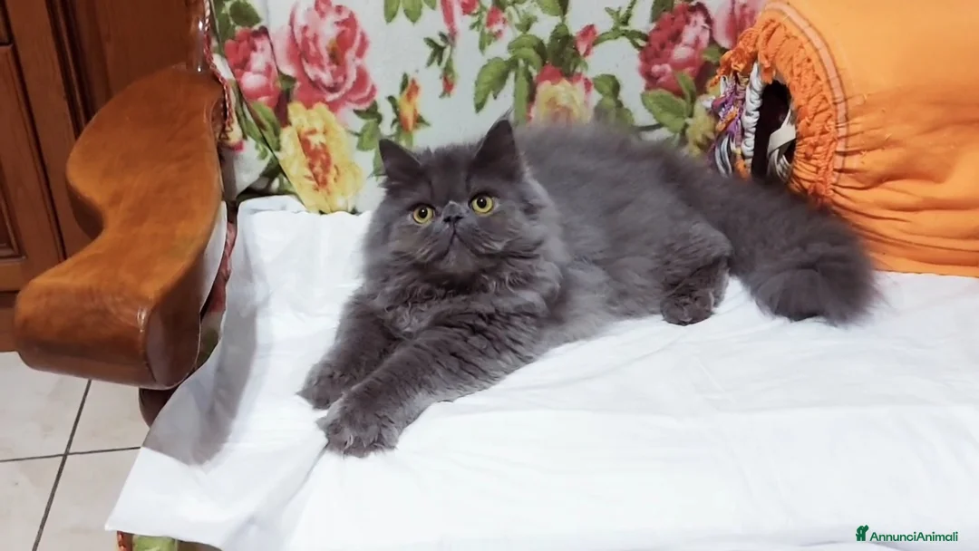 Persiano gatti in vendita: Cucciolo Maschio di Persiano - Annuncio 5