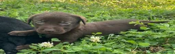 Labrador cani in vendita: Cuccioli di labrador chocolate - Annuncio 9