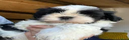 Shih Tzu cani in vendita: Cuccioli di Shi-tzu - Annuncio 4