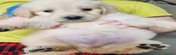 Golden Retriever cani in vendita: Cuccioli golden retriever  - Annuncio 5