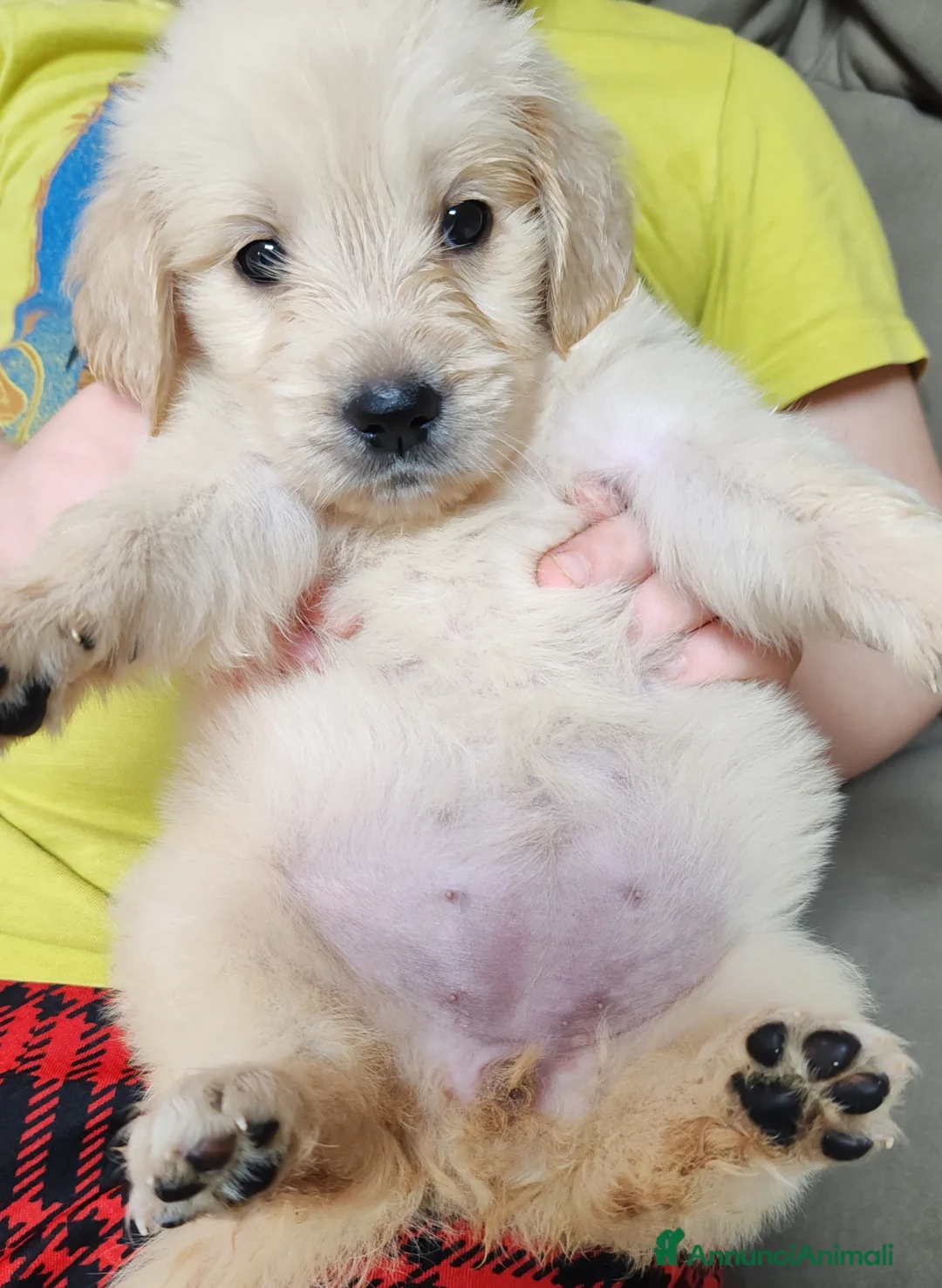 Golden Retriever cani in vendita: Cuccioli golden retriever  - Annuncio 5