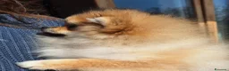 Volpino Pomerania cani in vendita: Spitz tedesco nano - Annuncio 3