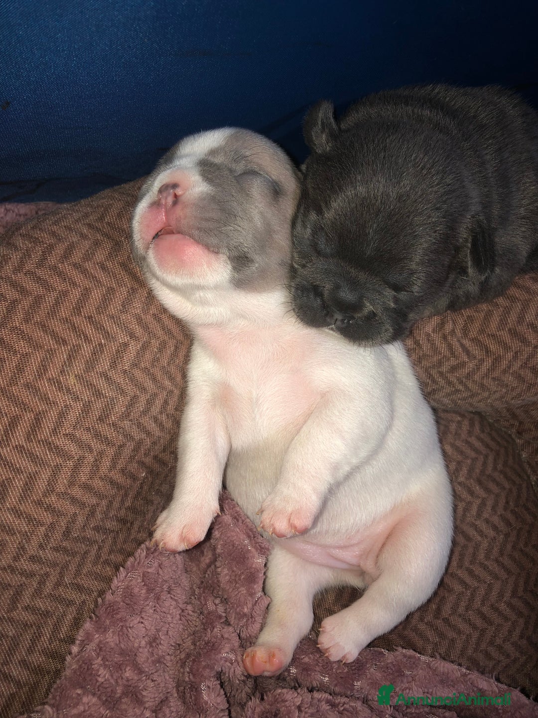 Bulldog Francese cani in vendita: Bulldog Francese cuccioli - Annuncio 6