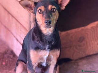 Meticcio cani ENA, simpaticissima orecchiona! TAGLIA PICCOLA - Annuncio 36