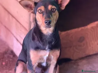 Meticcio cani ENA, simpaticissima orecchiona! TAGLIA PICCOLA - Annuncio 41