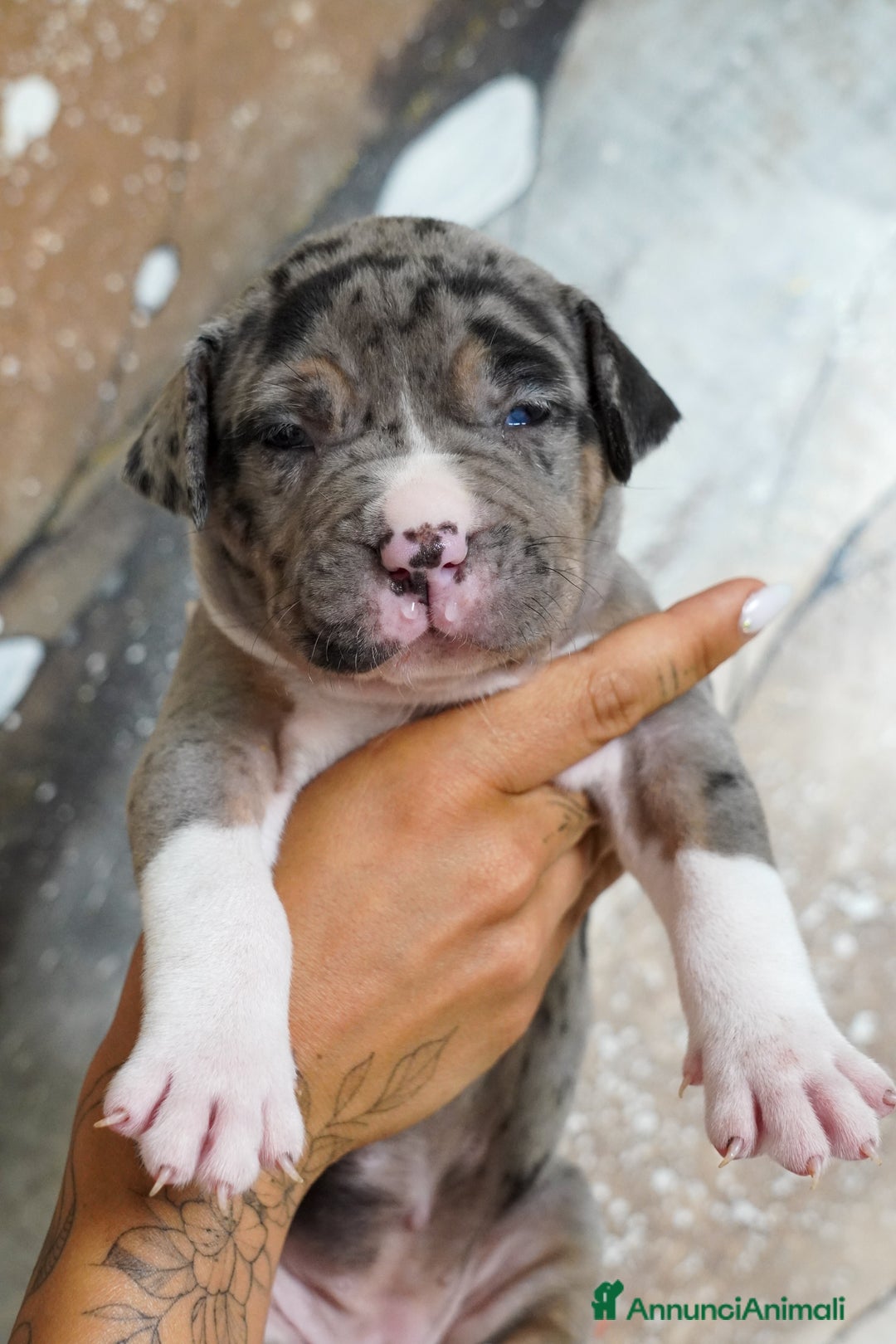 American Bully cani in vendita: Cuccioli American Bully XXL  a Provincia di Lecco - Immagine 6