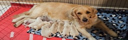 Golden Retriever cani in vendita: Cucciole Golden Retriever  - Annuncio 10
