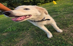 Pastore Maremmano cani in regalo: Meraviglioso blue - Immagine 4