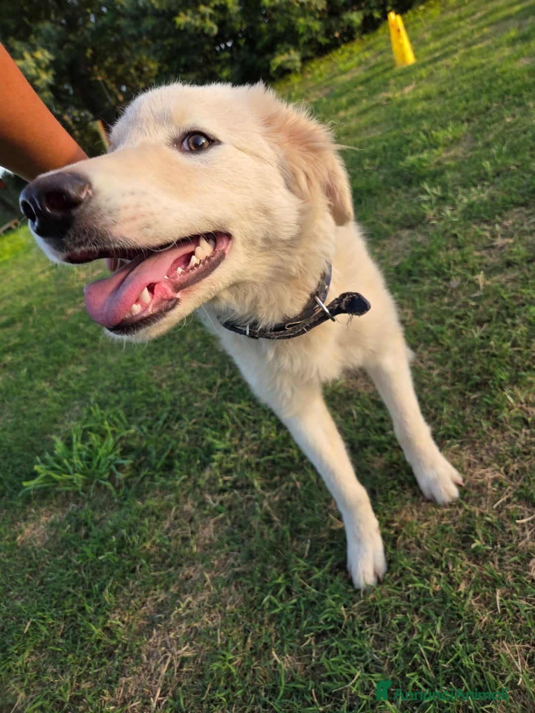 Pastore Maremmano cani in regalo: Meraviglioso blue - Annuncio 4