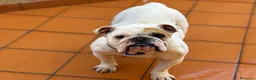 Bulldog cani in regalo: POLDA bulldog inglese 2 anni e mezzo cerca casa - Annuncio 2