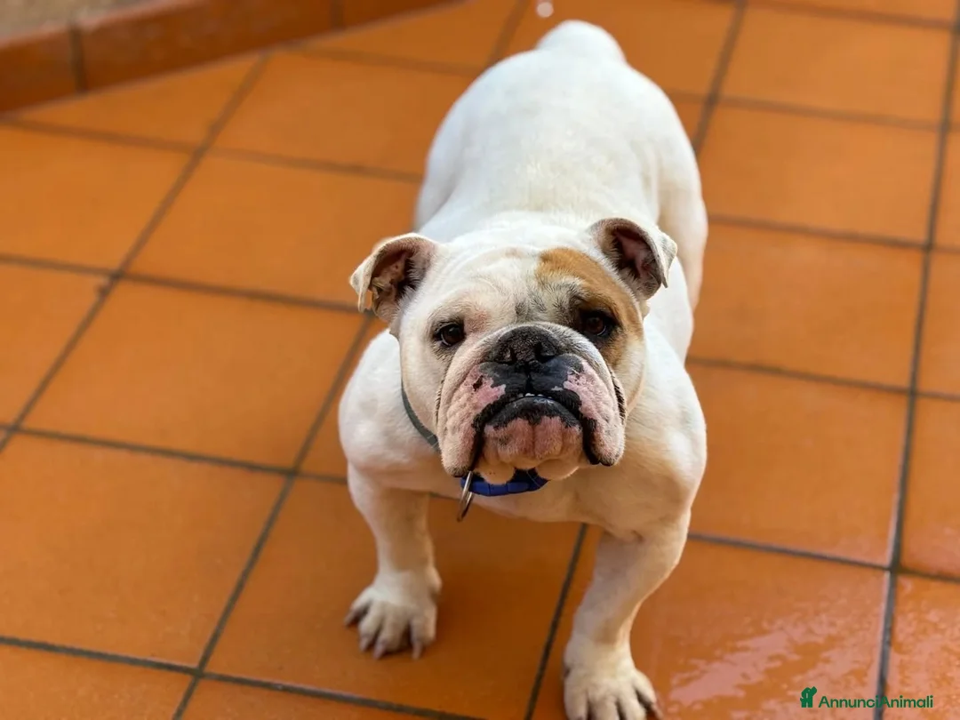 Bulldog cani in regalo: POLDA bulldog inglese 2 anni e mezzo cerca casa - Annuncio 2