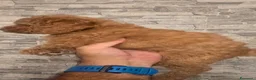 Barboncino cani in vendita: Barboncino  - Annuncio 4