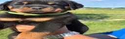 Rottweiler cani in vendita: Cuccioli di Rottwelier con pedigree  - Annuncio 3