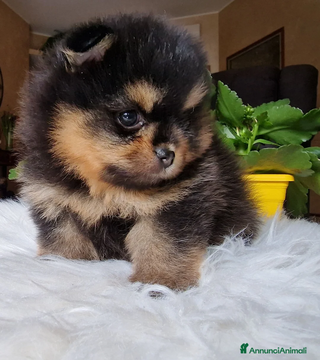 Spitz cani in vendita: Spitz di Pomerania black&tan femmina  - Annuncio 1