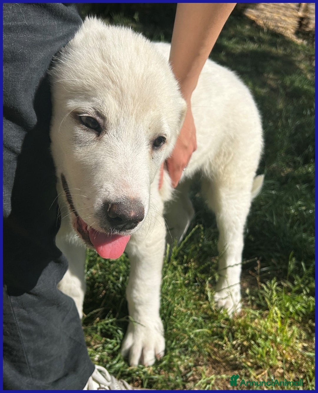 Pastore Maremmano cani in regalo: MAYO, CUCCIOLA 2 MESI MIX MAREMMANA, MERAVIGLIOSA  - Annuncio 9