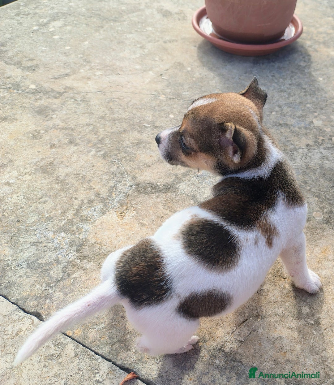 Jack Russell cani in vendita: Cucciole jack russel  - Annuncio 5